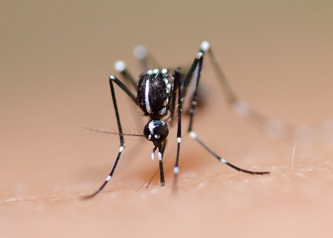 Penyebab Demam Berdarah Dengue Beserta Gejala Dan Cara Mengobati