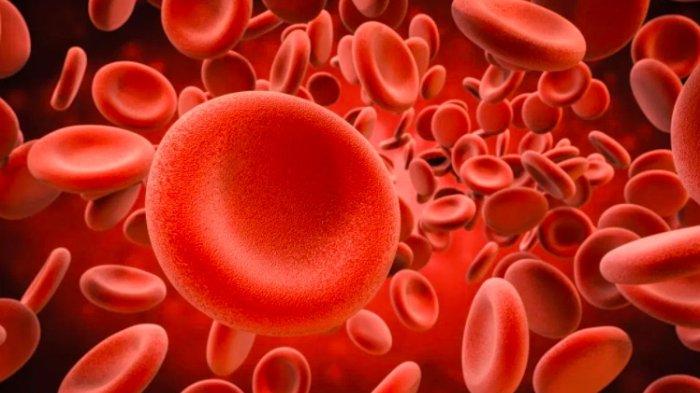 Jenis-jenis dan Fungsi Darah Didalam Tubuh Manusia